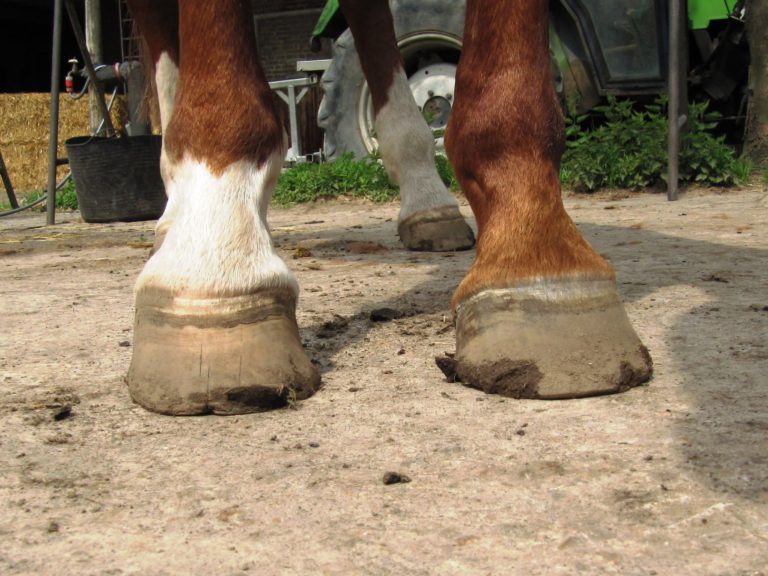 Über die Auswirkungen von Hufbeschlag und mangelhafter Hufbearbeitung – Im Gespräch mit Alexandra Wilhelm