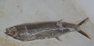 Fotoreportage: Das Jura-Museum Eichstätt – Ein Naturkundemuseum über der Altmühl Franken in Bundesland Bayern.