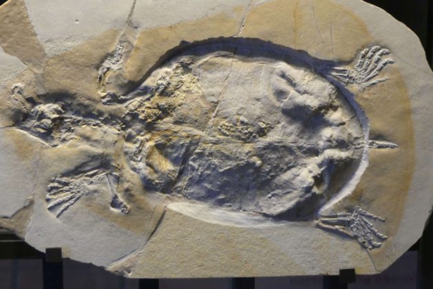 Ein Fossil im Jura-Museums Eichstätt.