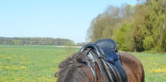 HORSEMANSHIP’S ‘ELEPHANT-IN-THE-ROOM’ – Das Gebiss als Ursache für ungelöste Probleme, die sowohl Pferd als auch Reiter betreffen Chiko auf einer grünen Wiese bei Karben.