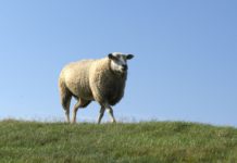 Überall ist Friesland Ein Schaf auf einem Deich.