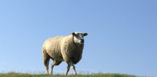 Schaaf zurück am Weserdeich oder Die Wiedervereinigung der Bundesliga: Thomas Schaaf und Werder Bremen Ein Schaf auf einem Deich.