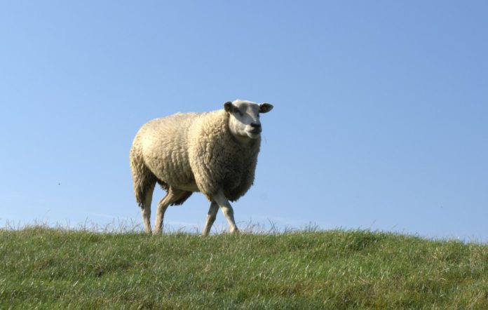 Ein Schaf auf einem Deich.