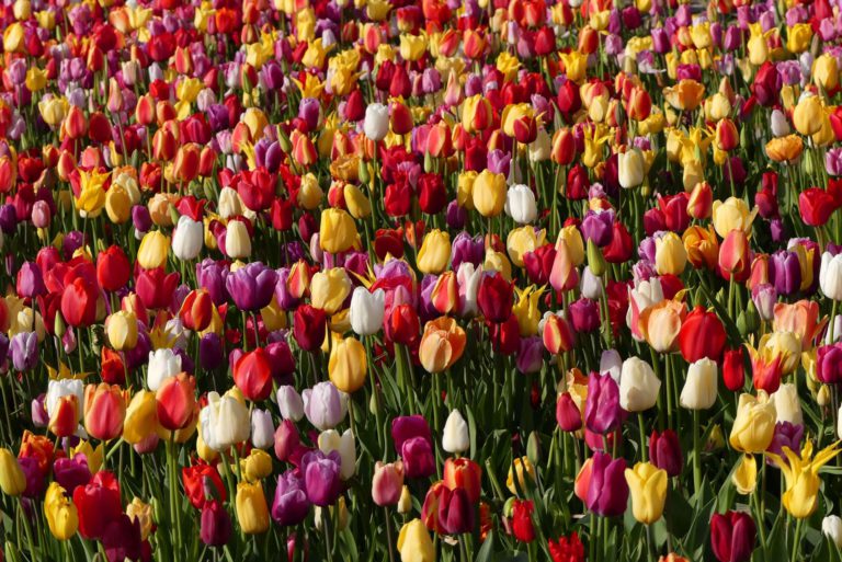 Keukenhof bei Lisse in Holland.