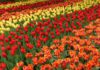 Holland im floralen Ausnahmezustand – Tulpen ohne Unterlass oder Symptome des Tulpenfiebers Keukenhof bei Lisse in Holland.