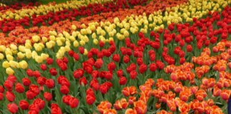 Holland im floralen Ausnahmezustand – Tulpen ohne Unterlass oder Symptome des Tulpenfiebers Keukenhof bei Lisse in Holland.