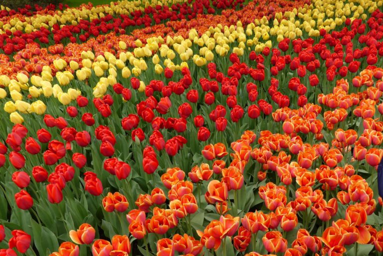 Keukenhof bei Lisse in Holland.