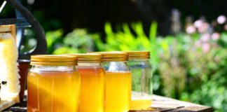 Honig, fest und flüssig – Slowenische Botschaft lud zum Honig-Frühstück ein Honig.