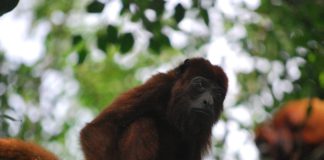 Brüssel und die Brüllaffen – Von Weissagern, Propheten und dem ganz normalen Wahnsinn in der Politik Brüllaffe im Baum.