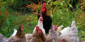 100 Tage Regierung – 100 Tage Hühnerhof Hühner, die picken.