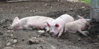 Der tägliche Asylantenmord oder wer hat Angst vorm bösen Wolf – Die Merkel-Toten Drei Schweinchen.