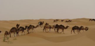 Merkel-Deutschland macht sich lächerlich – Sami A., Leibwächter von Osama bin Laden, soll zurück nach Deutschland geholt werden Schiffe in der Wüste.