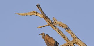 Wo das Aas ist, da sammeln sich die Geier – Was ist los bei Fiat Chrysler Automobiles? Geier