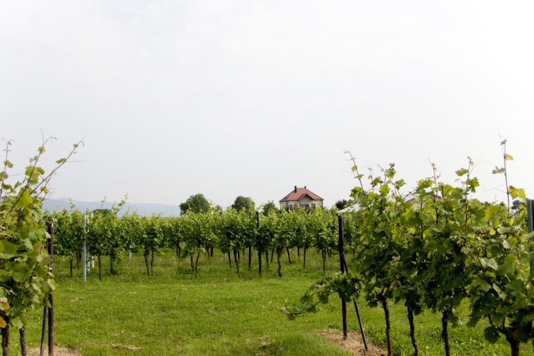 Weingut Villa Hochdörffer