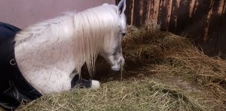 Dakita, Dokumentation der Heilung eines Pferdes mit Hufrehe und Hufbeindurchbruch – Weltexpress im Gespräch mit Alexandra Wilhelm