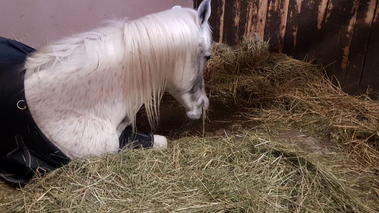 Dakita, Dokumentation der Heilung eines Pferdes mit Hufrehe und Hufbeindurchbruch – Weltexpress im Gespräch mit Alexandra Wilhelm
