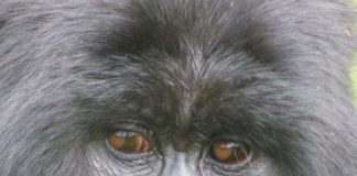 Weitläufige Verwandtschaft – Stippvisite bei den Berggorillas Ruanda