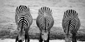 Sie ist unser bester Mann oder die Sache mit den drei und mehr Geschlechtern – Gegen den Genderstern oder gaga bis zum Gendergap?