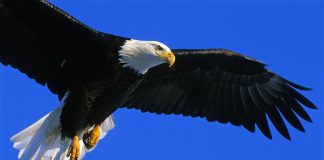 Ein Tor bei Schießerei an der Isar – Adler Mannheim gewinnt beim Meister in München das Spitzenspiel der DEL Adler.