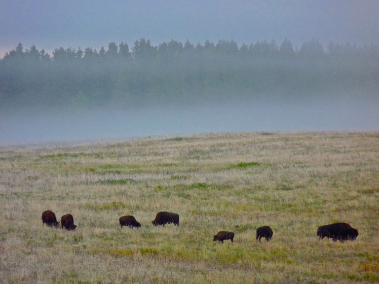 Bisons erleben in Westkanada