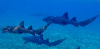 Eisbären über 60 Minuten chancenlos und über weite Strecke schlecht, sehr schlecht – Kölner Haie schlagen in der Hauptstadt Bauern en passant