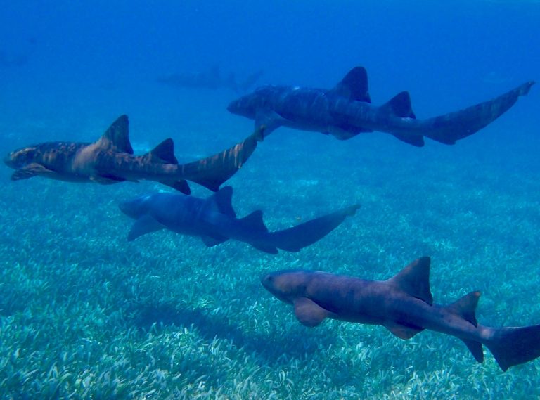 Eisbären über 60 Minuten chancenlos und über weite Strecke schlecht, sehr schlecht – Kölner Haie schlagen in der Hauptstadt Bauern en passant