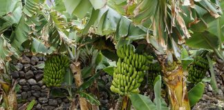 Mit Miamis Milliarden und Gottesgnadentum zum Gegenpräsidenten – Merkel mischt mit beim Possenputsch von Guaidó gegen Maduro und degradiert die Bundes- zur Bananenrepublik