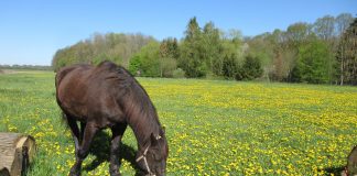 Artgerechte Haltung heißt auch Auslauf – Ermöglicht ein geschicktes Management die Sicherstellung des Tierwohls im Landgestüt Dillenburg?