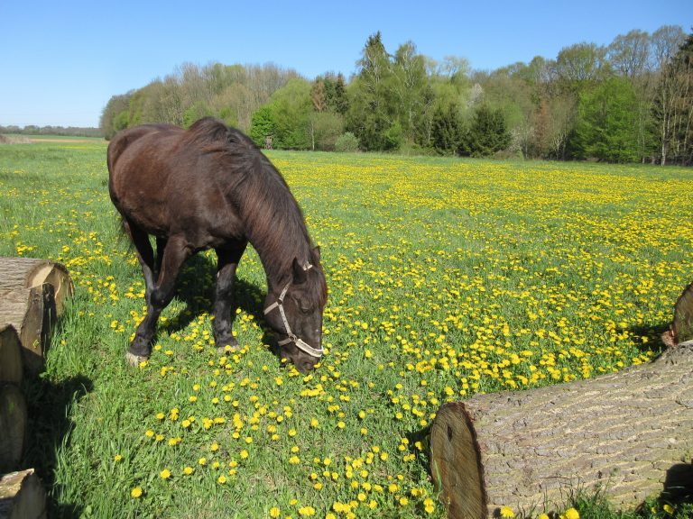 Artgerechte Haltung heißt auch Auslauf – Ermöglicht ein geschicktes Management die Sicherstellung des Tierwohls im Landgestüt Dillenburg?