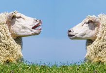 Kommentar: Schafe, die nie zur Schlachtbank geführt wurden oder Geld für Geisterschafe