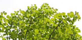 Das zitternde Espenlaub und die angelsächsische Kriegsmafia