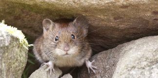 Wen wundert’s – Der Berg kreißte und … der Historikerbericht der FPÖ