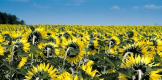 Wer Grün will, wählt den Krieg