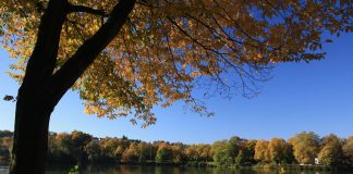Hähne siegen am Seilersee und Eisbären gehen baden
