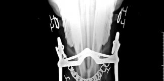 Die Eisenstange im Maul des Pferdes – eine bewusst unwissenschaftliche Betrachtung