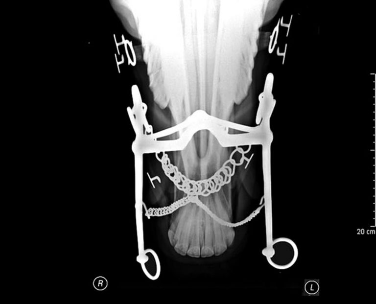 Die Eisenstange im Maul des Pferdes – eine bewusst unwissenschaftliche Betrachtung