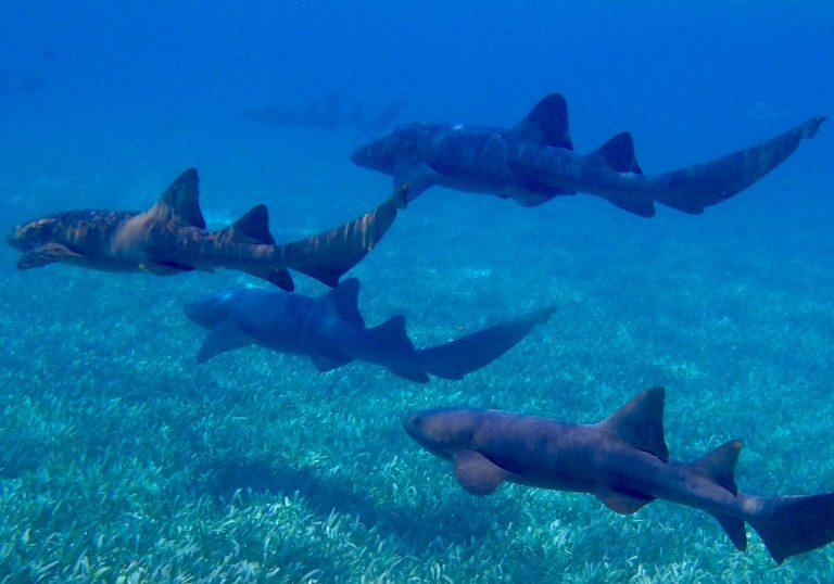 Kölner Haie besiegen Panther aus Ingolstadt und wollen in die Finalserie im Eishockey der BRD