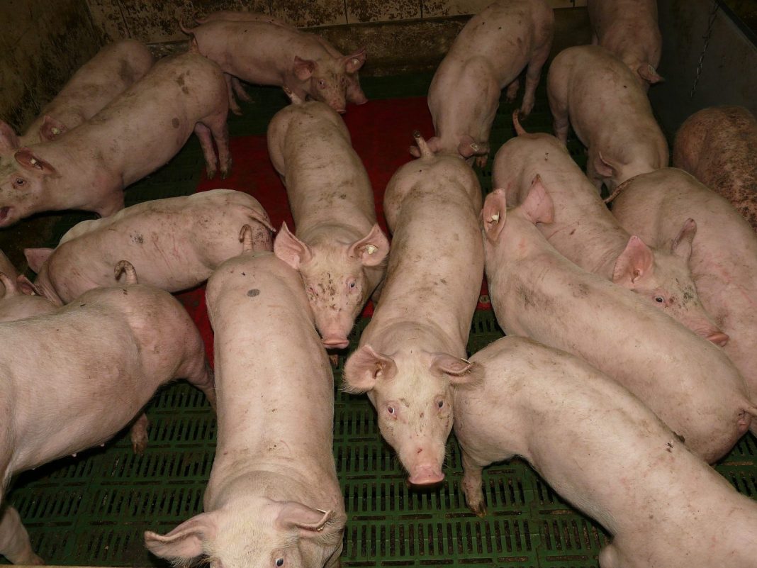 Schweine.