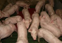 „Freiheit ist die Freiheit zu sagen, daß zwei plus zwei vier ist“ – Im WELTEXPRESS werden „Schweine am Trog“ beim Namen genannt