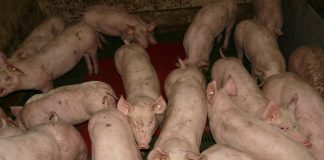 Kommentar: Nichts Neues aus dem Bruch der Bellizisten oder Neun Jahre Krieg in Kleinrußland und die Pfaffen fordern Waffen