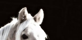 Der Missouri Foxtrotter erobert Europa – Barbara Spieleder im WELTEXPRESS-Exklusivinterview