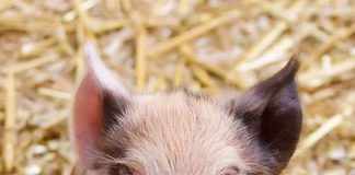 Tierqual im Kastenstand – Über eine E-Mail-Aktion von Foodwatch und die Antwort der Grünen-Spitze oder „Das halbe Leben zwangsfixiert, Schweinequal beenden!“