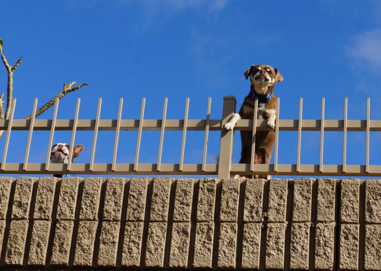 Dekadenz in noch deutschen Landen oder Immer mehr „Corona-Hunde“ in Tierheimen