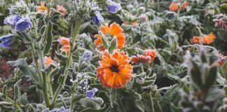 Polemik: „Quotenmigrantin“, „die zarteste Blume des Orients“ und/oder „ein dämliches Stück Hirn-Vakuum in der Politik“? – Wer oder was ist die Lügnerin und Soze Sawsan Chebli (SPD)?