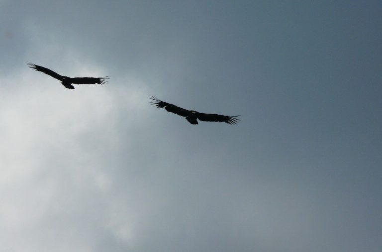 Kommentar: Yankee-Imperialisten und Yankee-Finanzimperialisten im Anflug oder Geier über dem Gazastaat