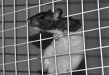 Sucharit Bhakdi: „Euer Immunsystem greift Euch selbst an. Und dieser Angriff kann von Kopf bis Fuß passieren.“