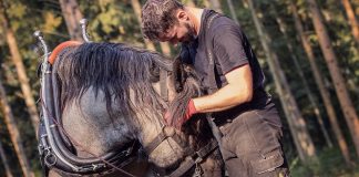 „Pferde in der Bio-Landwirtschaft“ – Korbinian Arzberger im WELTEXPRESS-Exklusiv-Interview