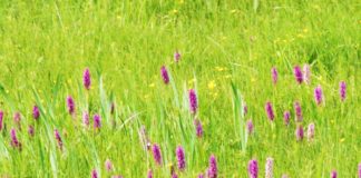 Auf einer grünen Wiese… – Die Sonderrolle der zerkleinerten Kleindeutschen Lösung beim Öl und auch beim Gas