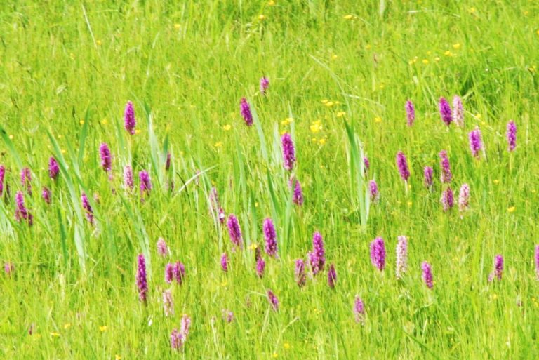 Auf einer grünen Wiese… – Die Sonderrolle der zerkleinerten Kleindeutschen Lösung beim Öl und auch beim Gas