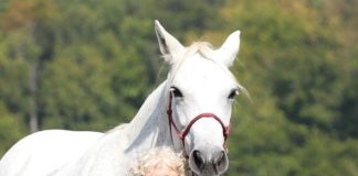 „Coaching mit Pferden“ – Sonja Heinrich von Horse Team Work im Gespräch mit Bernd Paschel